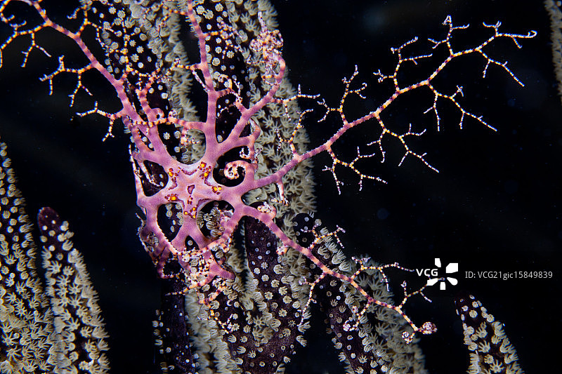 海星触手图片素材