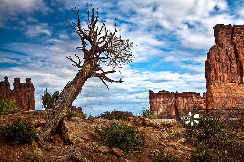 跳跃的杜松图片素材