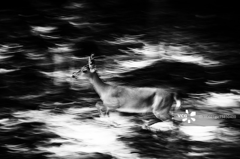 奔跑的鹿（黑白）图片素材