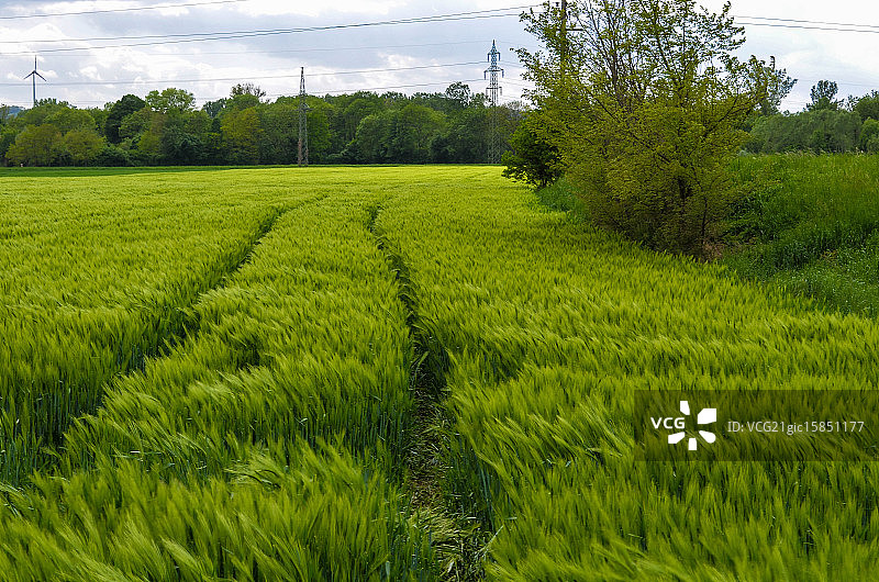 绿色黑麦图片素材