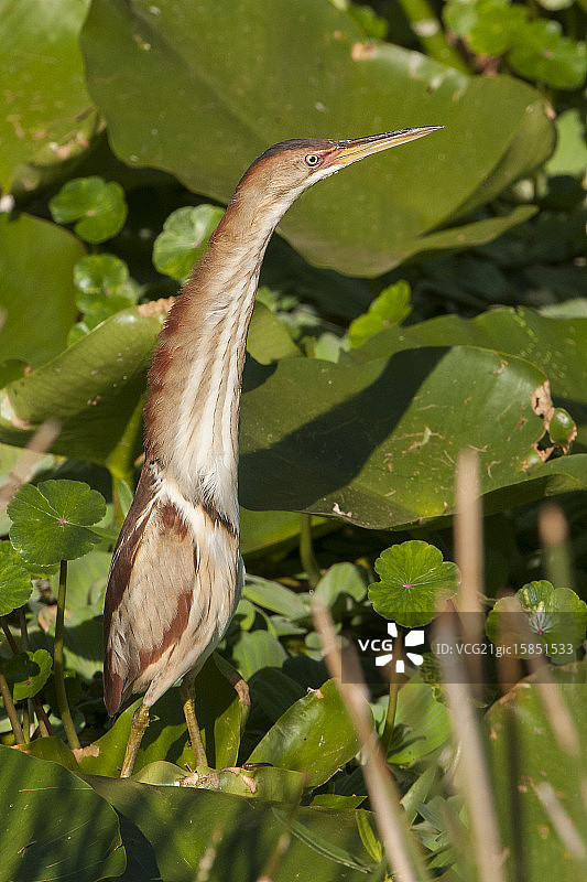 小苇鳽图片素材