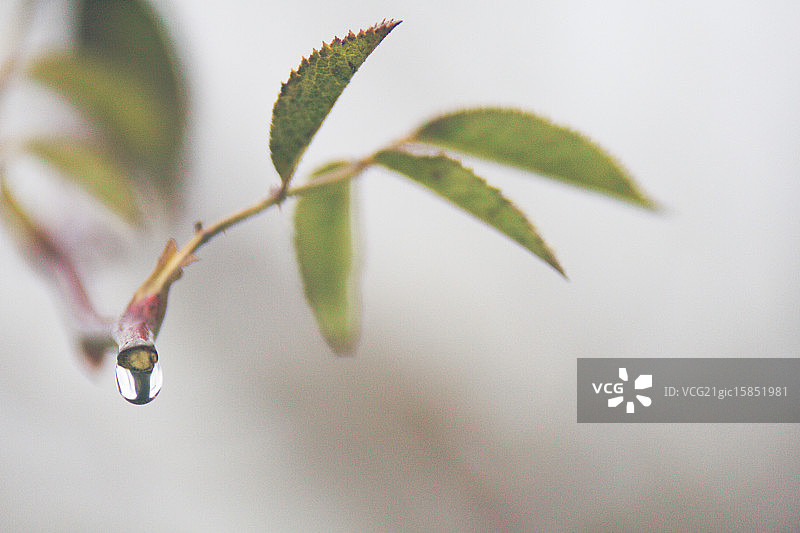 蔓越莓灌木丛图片素材