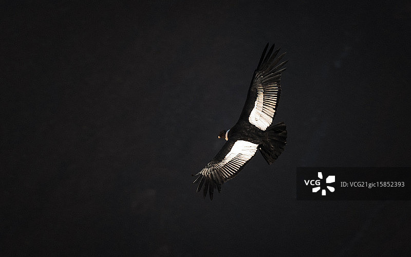 安第斯神鹰图片素材