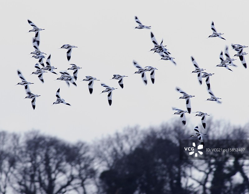 飞行中的反嘴鹬图片素材
