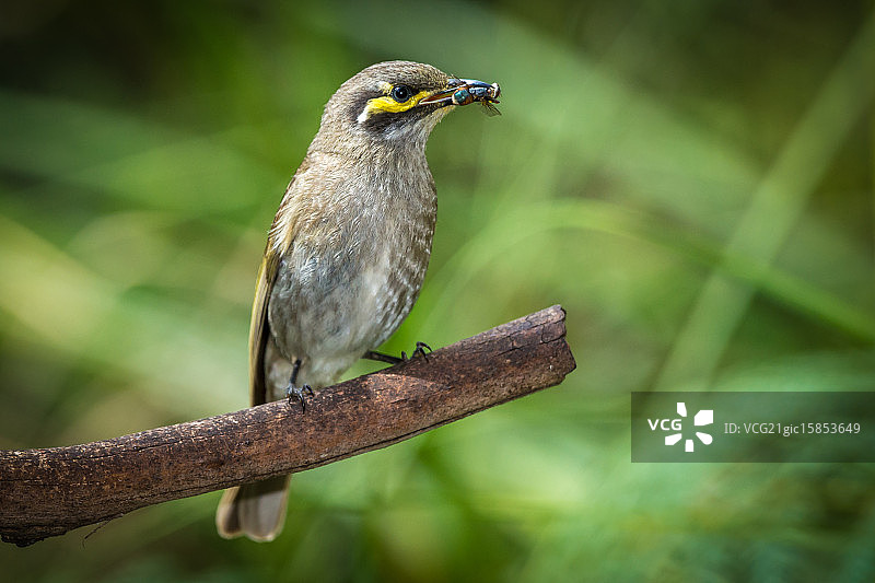 黄脸吸蜜鸟图片素材