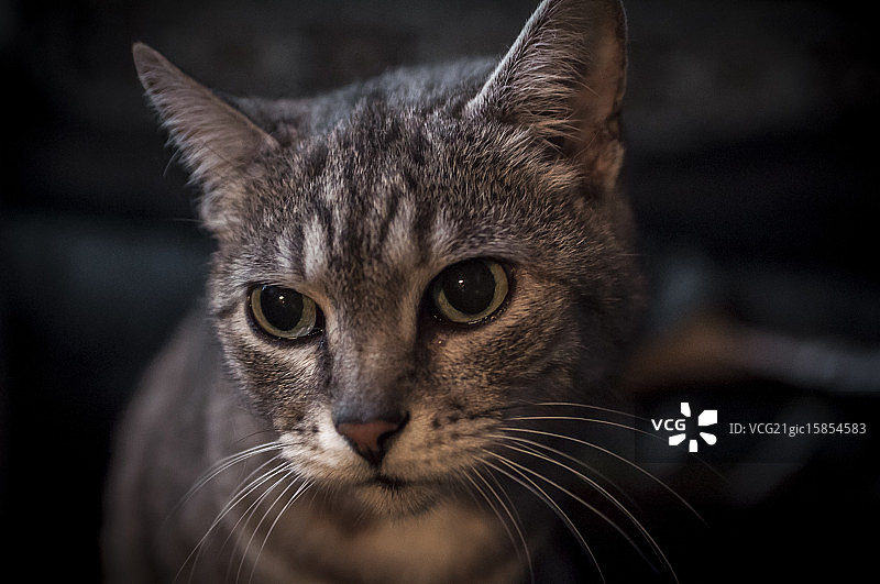 悲伤的猫图片素材