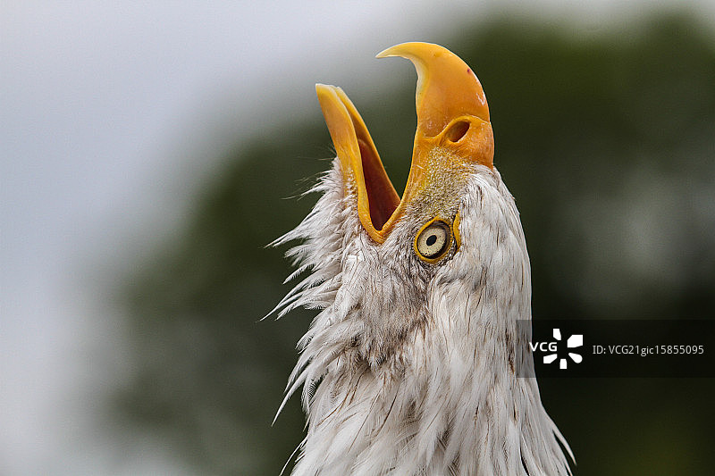 对着天空呼喊！图片素材