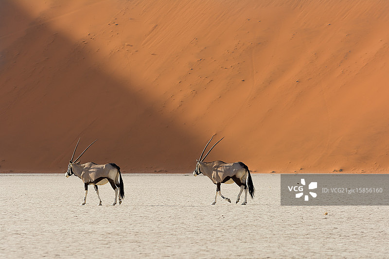 羚羊漫步图片素材