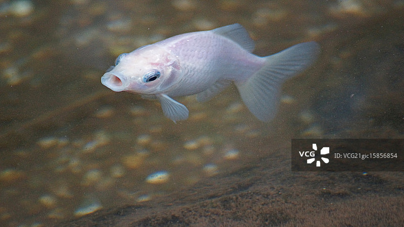 池塘里的鲤鱼图片素材