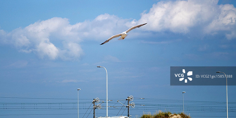 科塔杜拉海滩上的海鸥图片素材