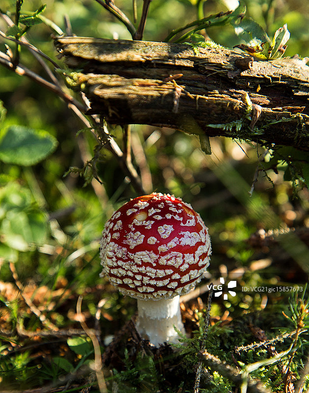 飞行伞菌图片素材