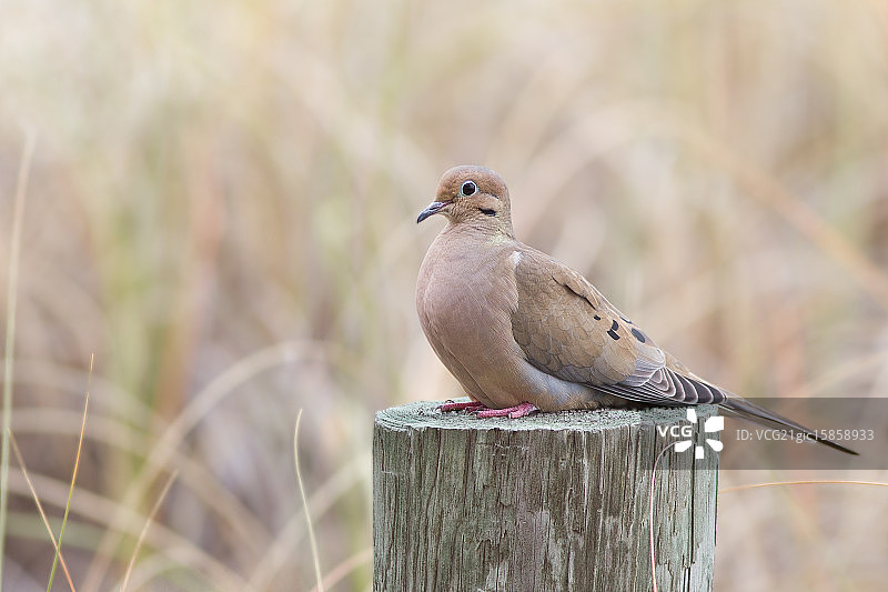 Mourning那里图片素材