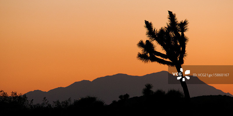 约书亚树剪影图片素材