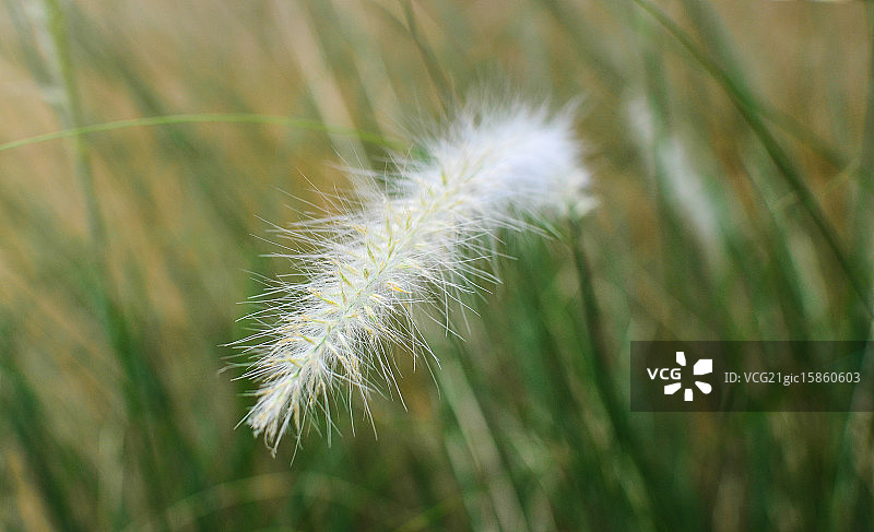 白色蒲苇草图片素材