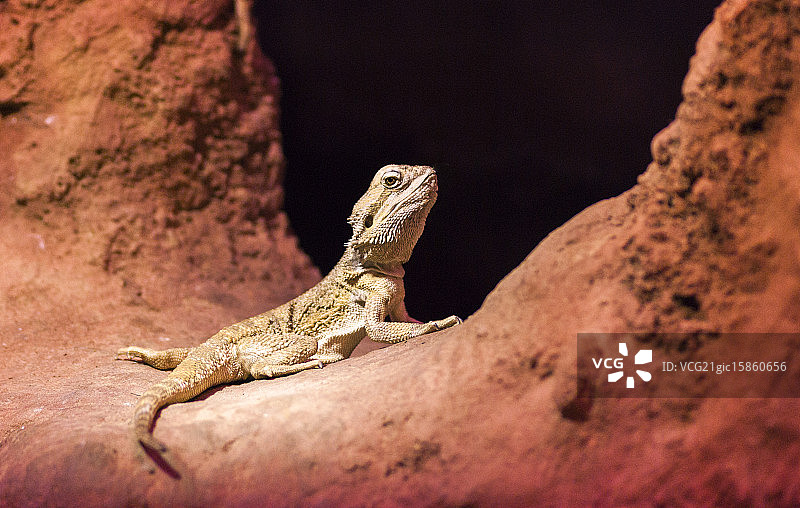 松狮蜥图片素材