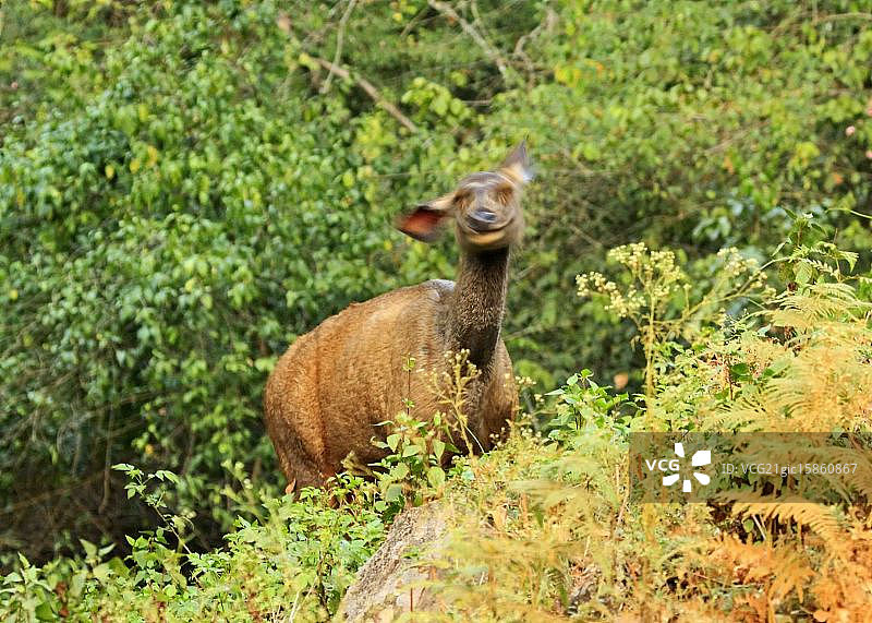 印度阿卢尔图片素材