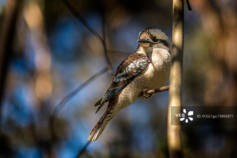 笑翠鸟图片素材