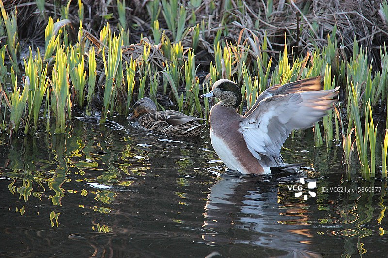 野鸭振翅图片素材