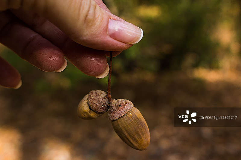 橡子图片素材