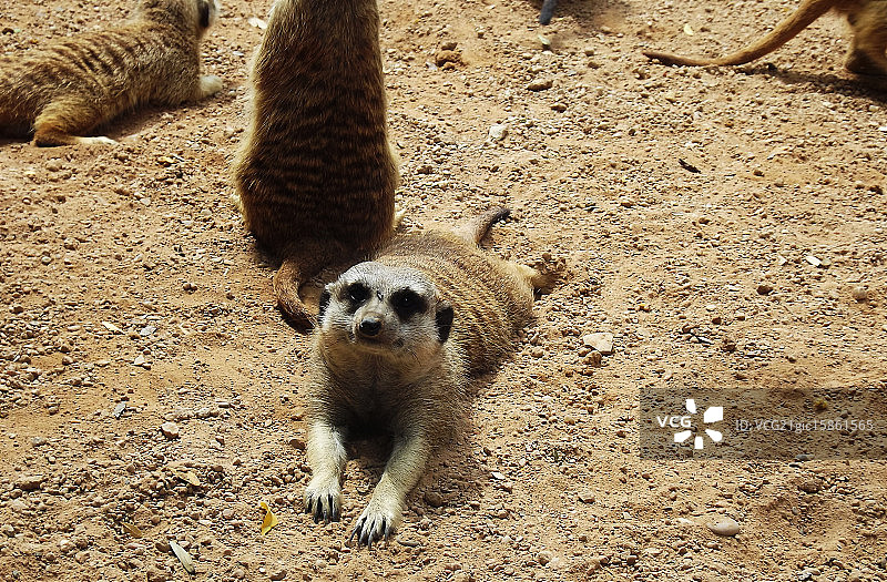 瓦伦西亚生物公园图片素材
