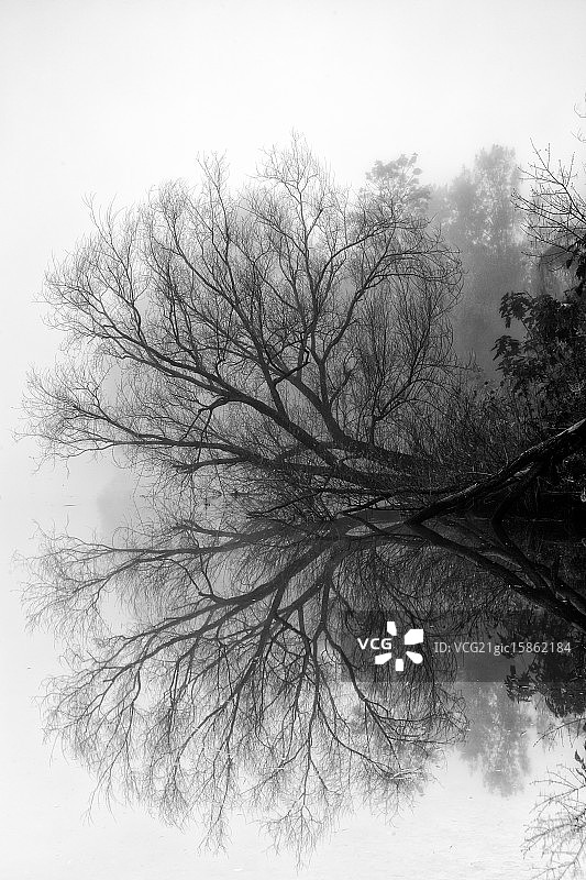 寂静的树林图片素材