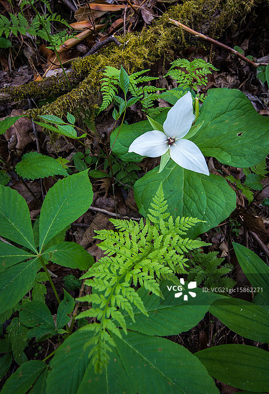 延龄草和蕨类植物图片素材