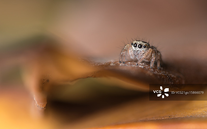 未知跳蛛图片素材