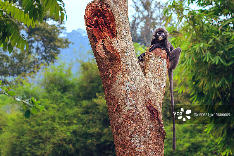 树上的猴子图片素材