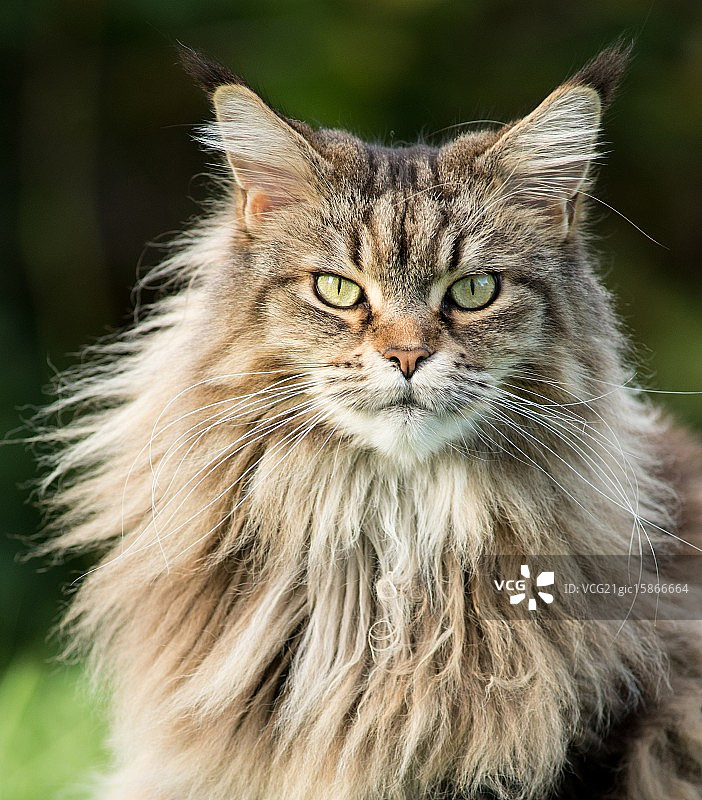 珊瑚藻图片素材