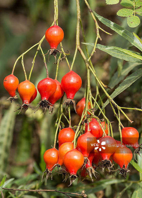 野蔷薇果图片素材