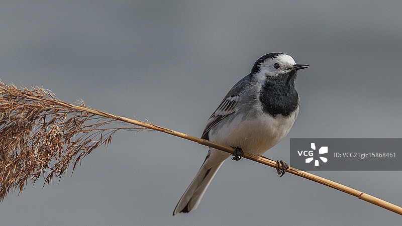 坐在杂草上的鹡鸰图片素材