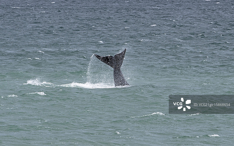 瓦尔德斯半岛的鲸鱼图片素材