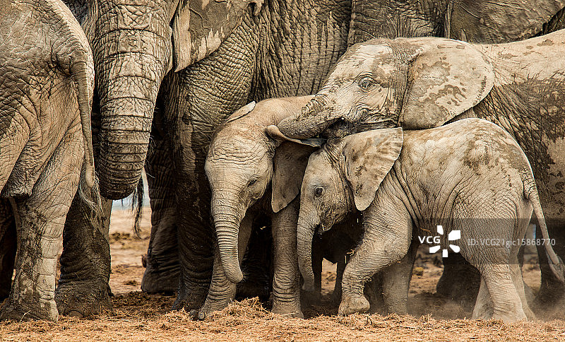 伊丽莎白港亚多国家公园的小象，南非图片素材