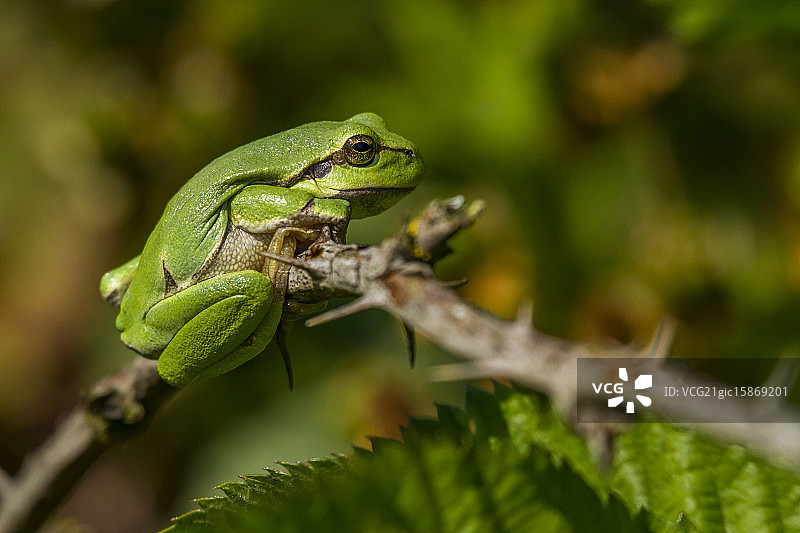 欧洲树蛙图片素材