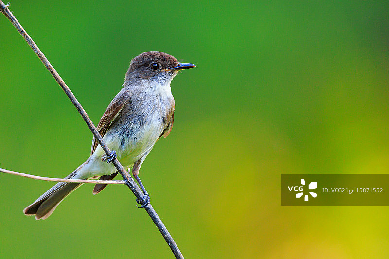菲比东部图片素材