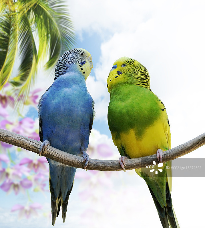 虎皮鹦鹉图片素材