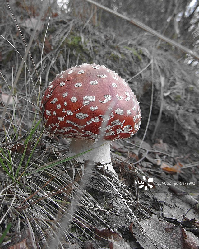 毒鹅膏菌旁的英俊男人图片素材