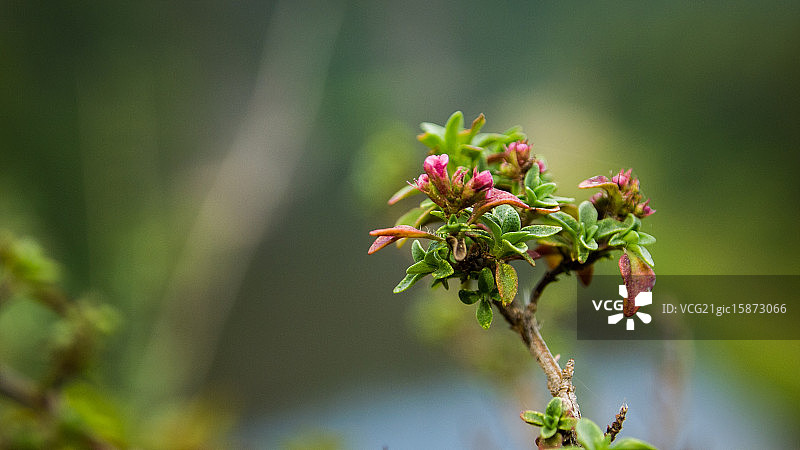 孤独的嫩枝图片素材