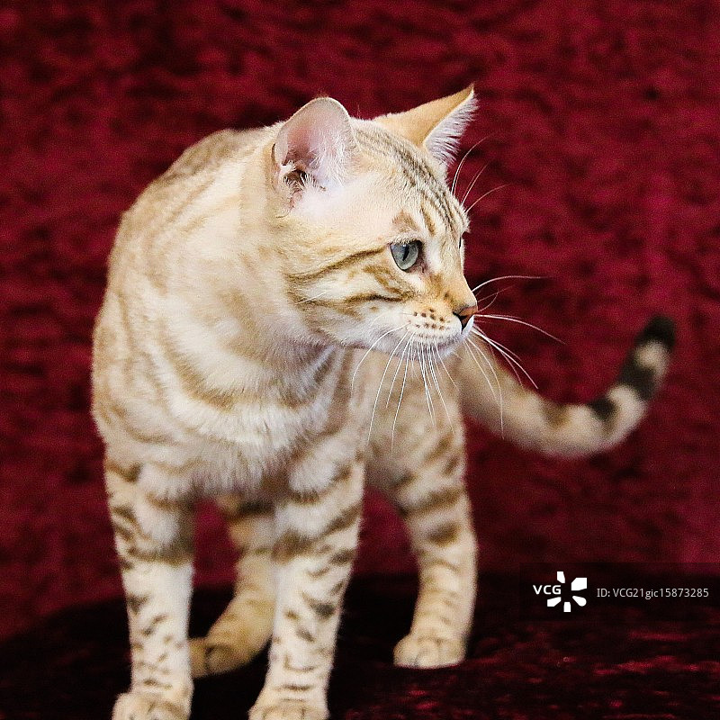 孟加拉猫图片素材