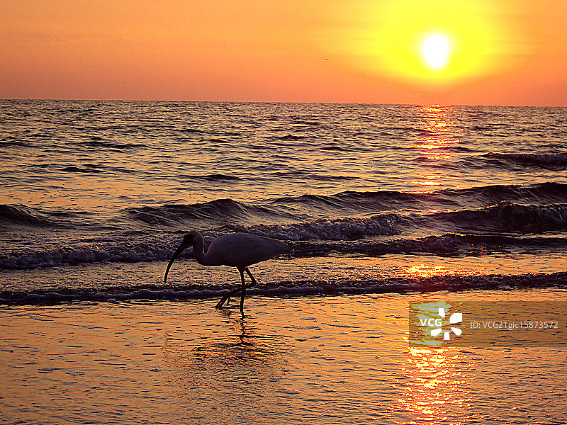 佛罗里达州坦帕湾的日落图片素材