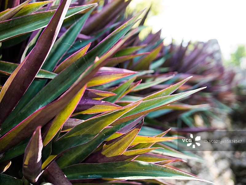 龙舌兰图片素材