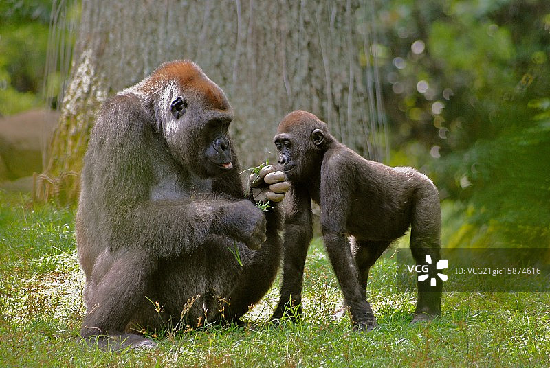 亚特兰大动物园动物照片图片素材