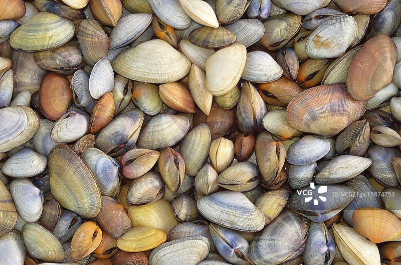 蛤蜊托盘图片素材