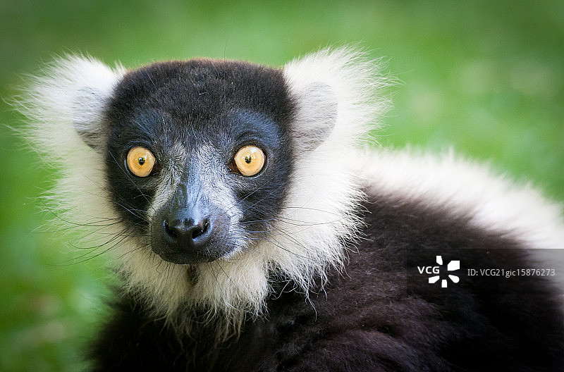 褶边狐猴图片素材