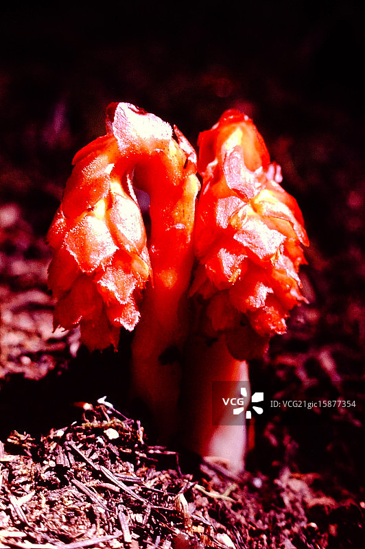 松树树脂图片素材