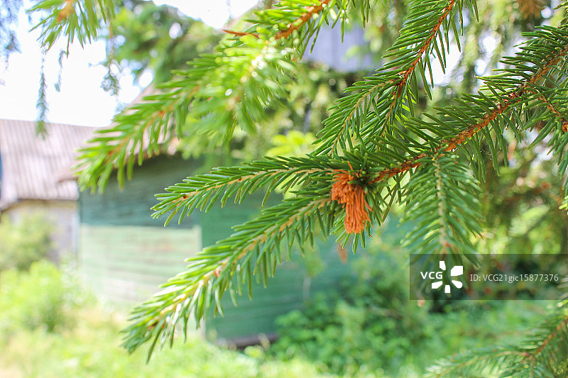 冷杉树图片素材