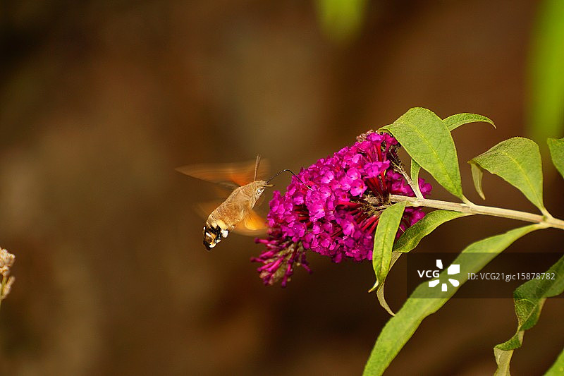 蜂鸟鹰蛾图片素材