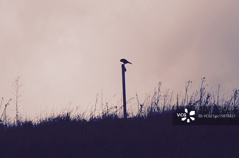 红隼轮廓图片素材