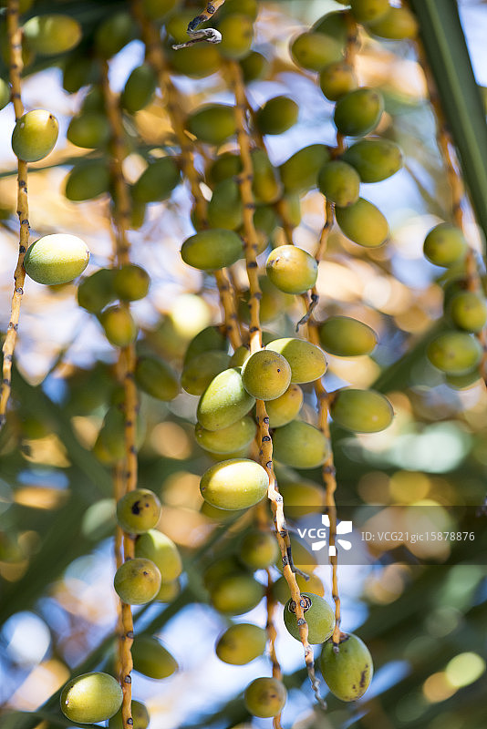 椰枣图片素材