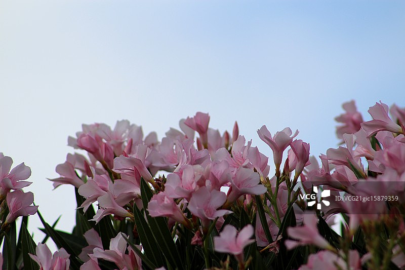 粉色夹竹桃图片素材